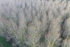 Poplar trees growing in the Nar Valley