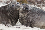 Elephant Seal Pups