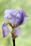 Flowers 17 - 04