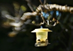 Out on a Branch with Blue