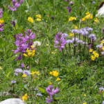 Greater  Milkwort ( Polygala major)