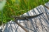 Common Lizard