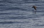 CORY'S SHEARWATER (ref M31)