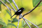 White-shouldered Tanager portfolio