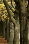 Bristol landscape_Clifton Trees autumn_B016_Ian Wade