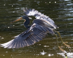 Tri-Colored-Heron _0051