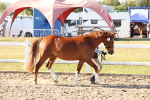 Class 203 - Young Handler 11 to 16 years portfolio