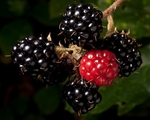Blackberries #2