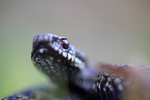 Adder, Vipera berus, Somerset_AD_0017
