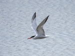 Common Tern