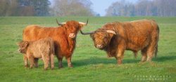 Highland Cows 021