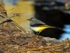 Grey Wagtail