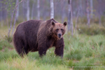 Male European Brown Bear