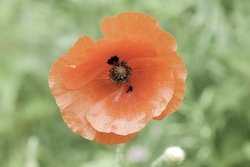 Poppy