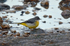 Grey Wagtail