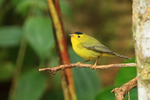 Wilson's Warbler portfolio