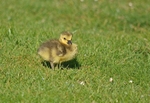 Canada Goose gosling