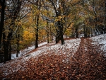 Wilsons Woods