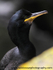 SBC010: Shag portrait