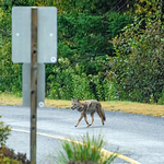 Coyote on the Prowl