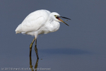 Little Egret (Egretta garzetta) eating Prawn