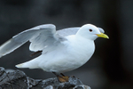 Kittiwake with wings raised, Farne Islands