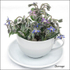 Borage