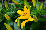 Yellow_Lily_ACP_4347-1