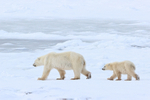 Polar Bear family & sea ice, Churchill, Canada