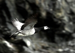 Barnicle goose black and white