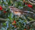 Redwing on Holly