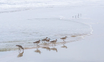 WILLETS AT SURF'S EDGE - HUNTINGTON STATE PARK, SC, SC