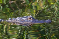 Aligators _0005