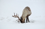 Reindeer