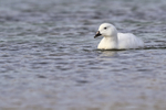 Male Kelp Goose swimming, Carcass Island