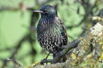 Starling