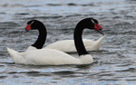 Black necked swan