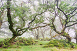Dancing Trees Ty Canol