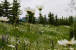 Alaskan Daisies 3