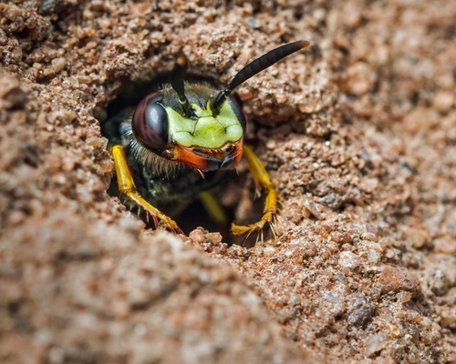 European Bee-wolf (Philanthus triangulum). They stock their nest with paralysed honeybees.