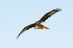 Red Kite 2