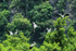 Asian Openbills, Tam Coc, Vietnam