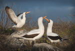 Nazca Boobies