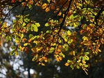 Oak Leaves In Autumn