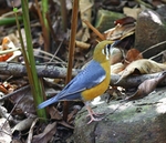 Orange Headed Thrush