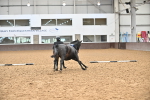 Class 16 - In Hand Showing Supreme Championships portfolio