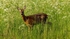 Roe Deer