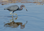 Little Blue Heron