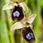 Ophrys bertoloniiformis (syn. O. bertoloni ssp bertoloniiformis)