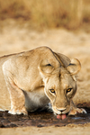 Lioness Drinking Shompole